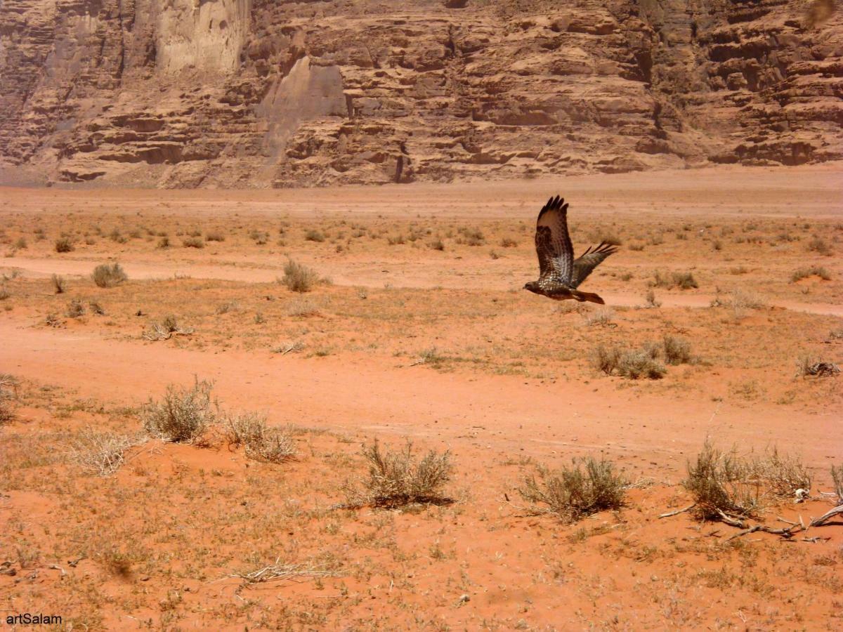 Sunrise Camp Wadi Rum Exterior foto