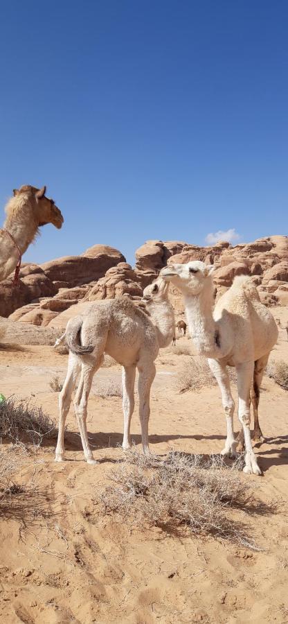 Sunrise Camp Wadi Rum Exterior foto