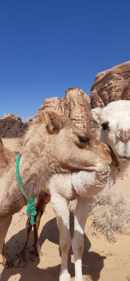 Sunrise Camp Wadi Rum Exterior foto